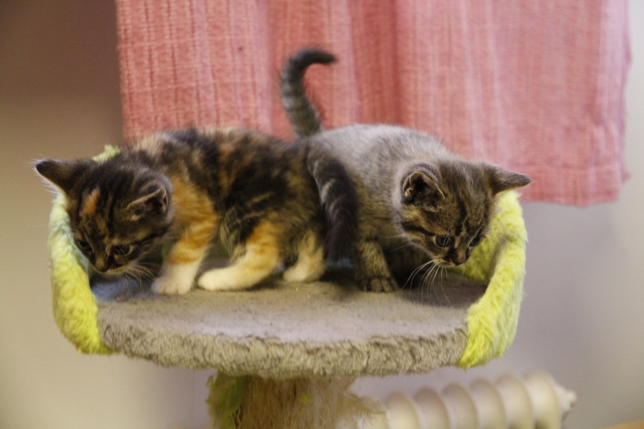 Raahen löytöeläinkodin toiminta