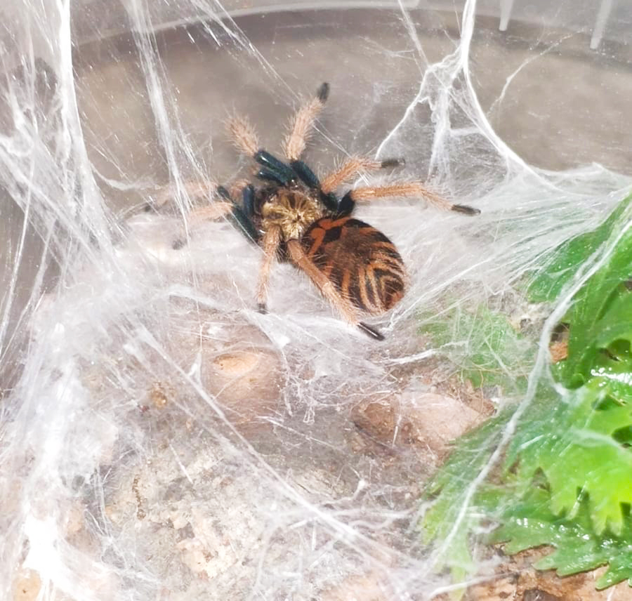 Lemmikkinä Tarantula